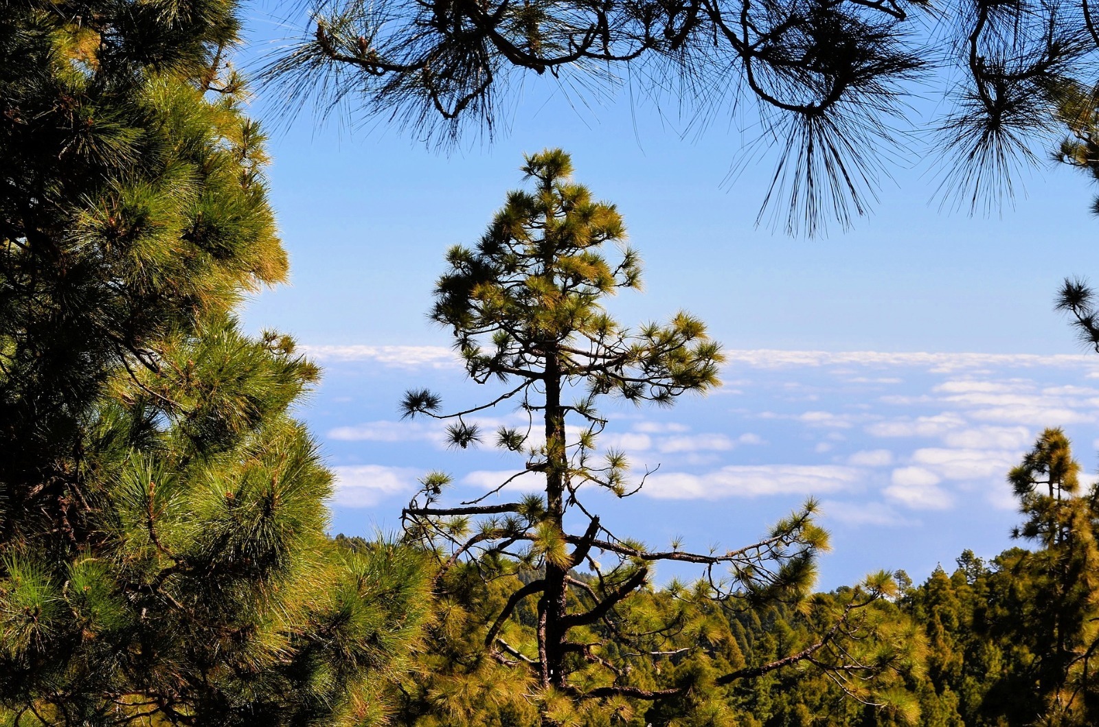 Parque de la Palma