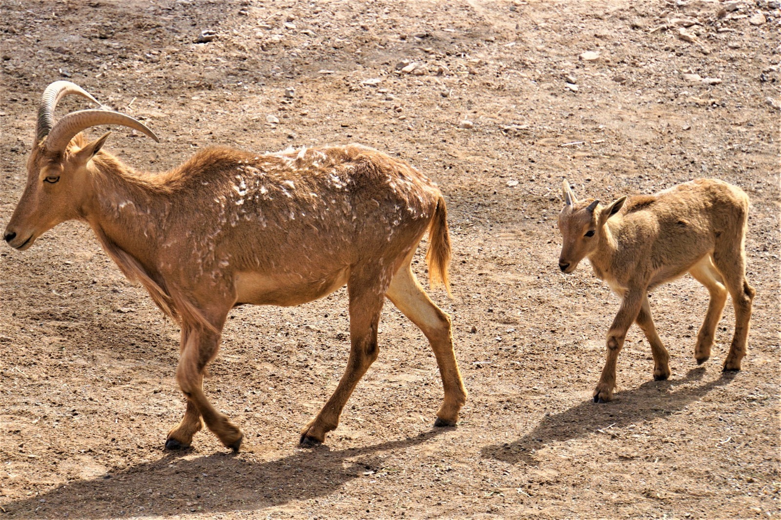 cabras