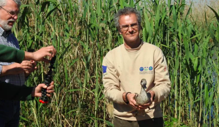 cerceta pardilla coágulo de galvany