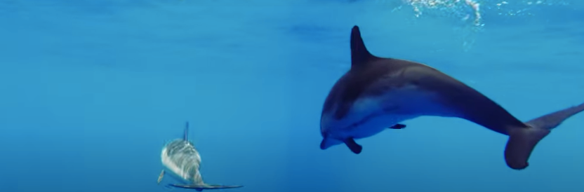 delfines