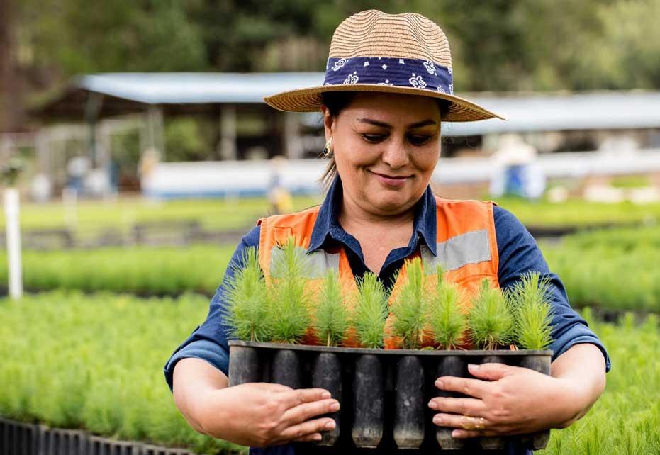 Colombia Nursery Trees
