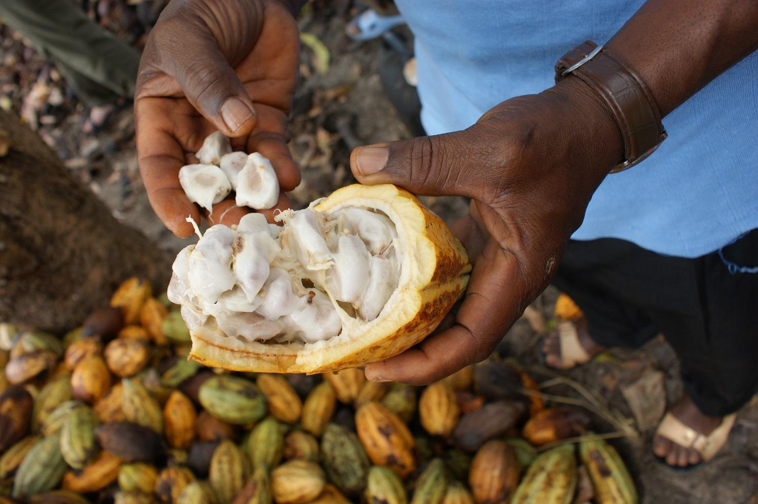 Comercio Justo Cacao03