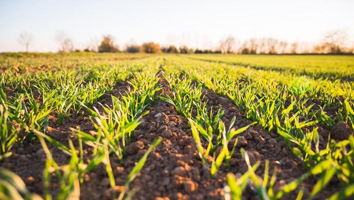 agricultura