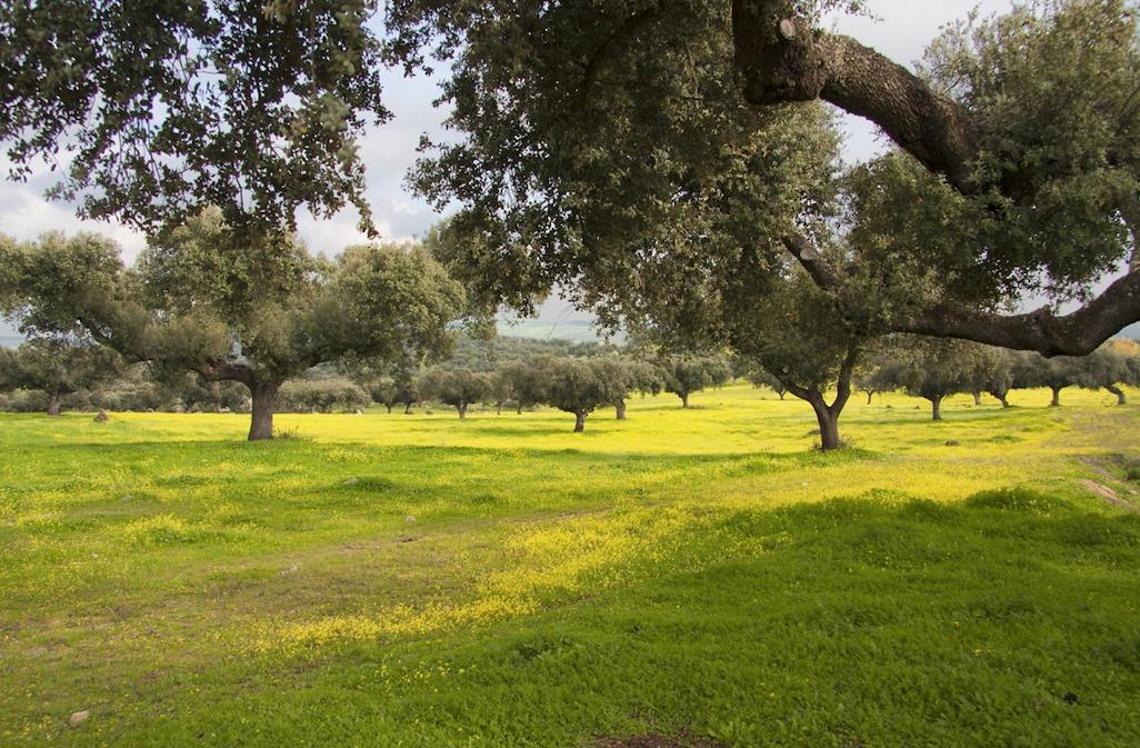 la dehesa