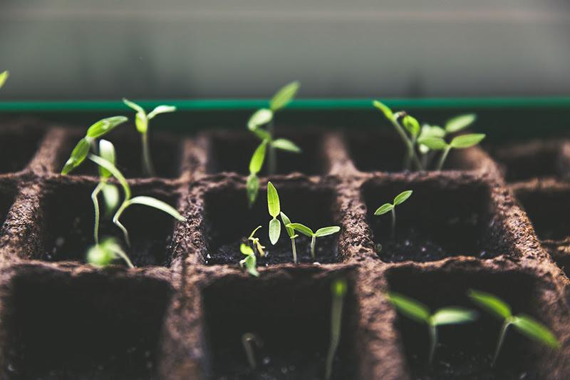 plantas