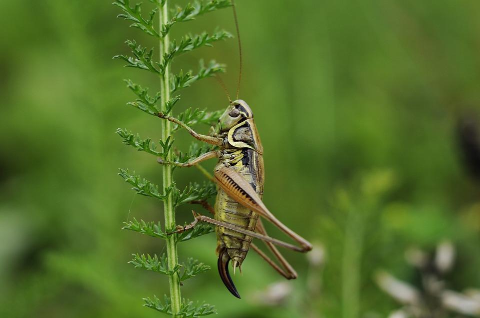 saltamontes
