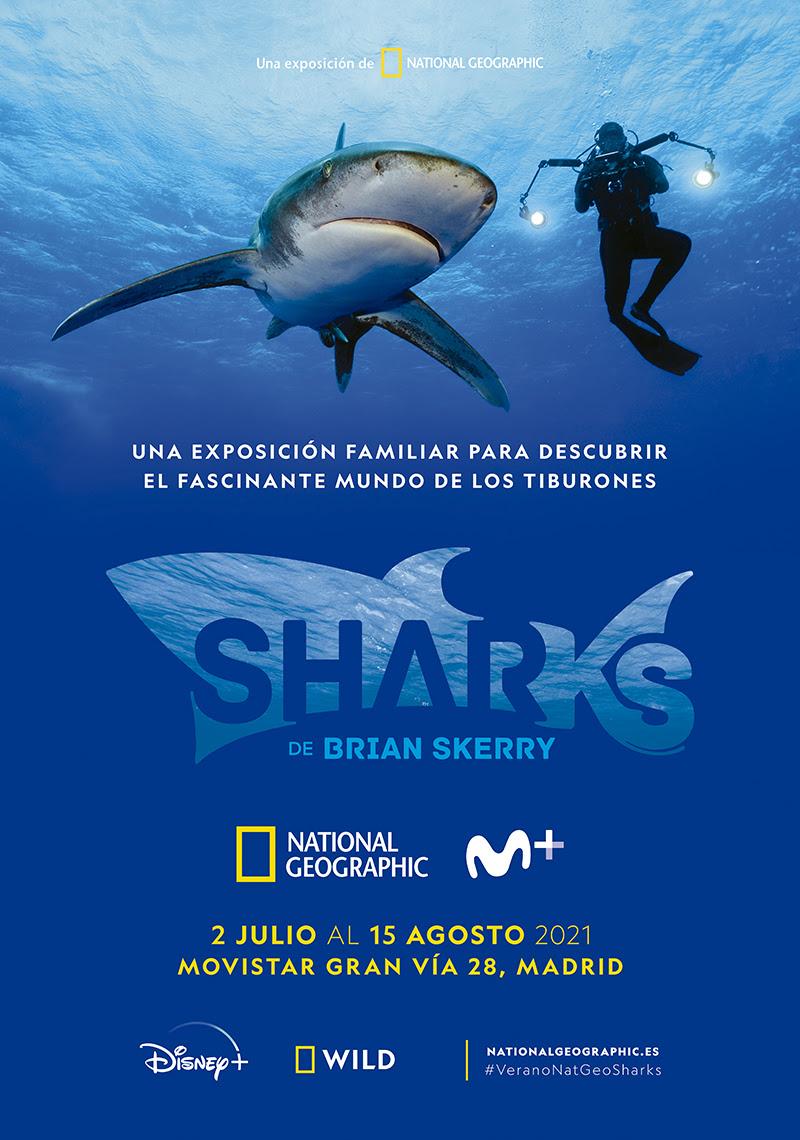 sharks
