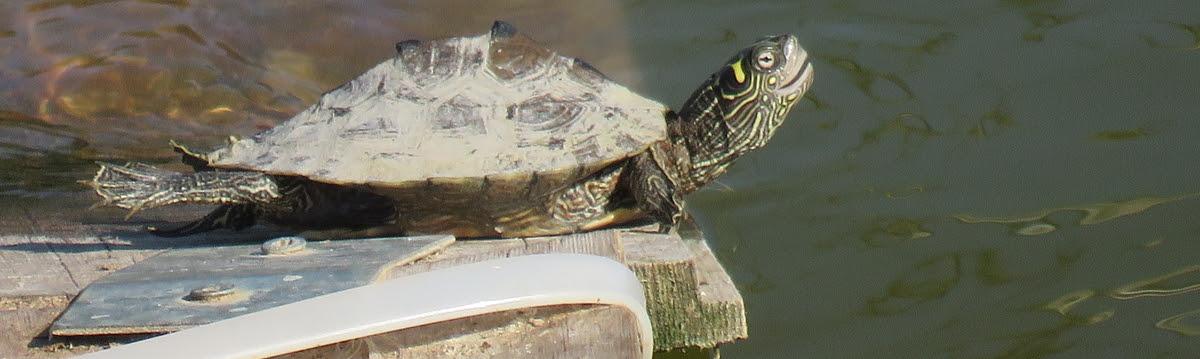 tortuga