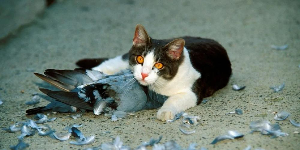 gatos asilvestrados por qu son un peligro ecologico 1.jpg 759710130